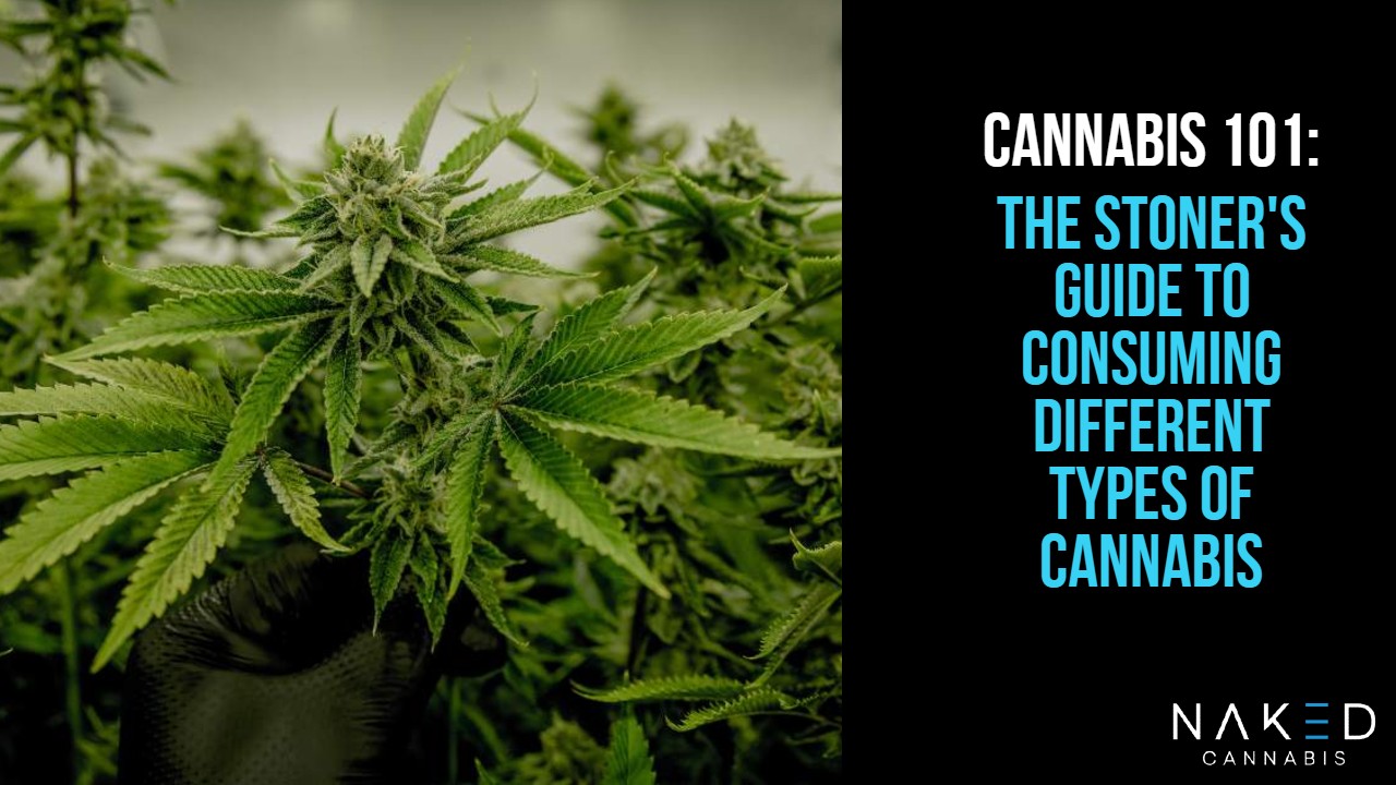 Cannabis 101: A  Guide To Consuming Different Types of Cannabis
