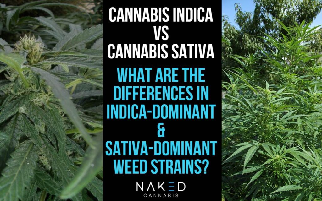 Indica vs Sativa: Which Hybrid Cannabis Strain is Right for You?