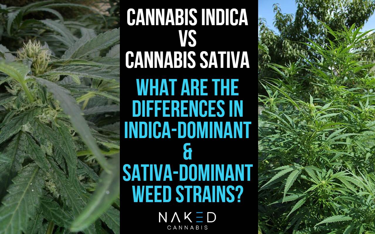 Indica vs Sativa: Which Hybrid Cannabis Strain is Right for You?