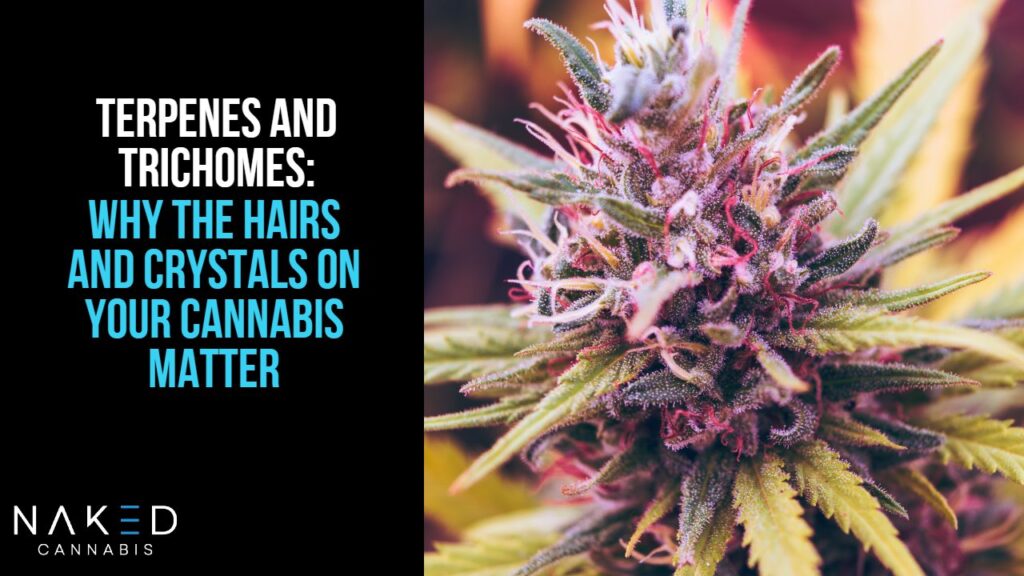 Why the Crystals & Hairs On Your Bud Matter