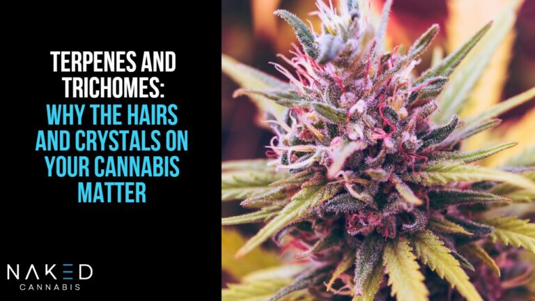 Why the Crystals & Hairs On Your Bud Matter