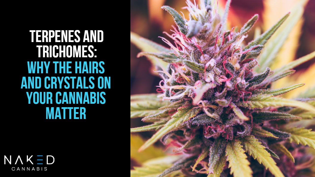 Why the Crystals & Hairs On Your Bud Matter