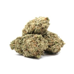 Great White Shark – ($$)