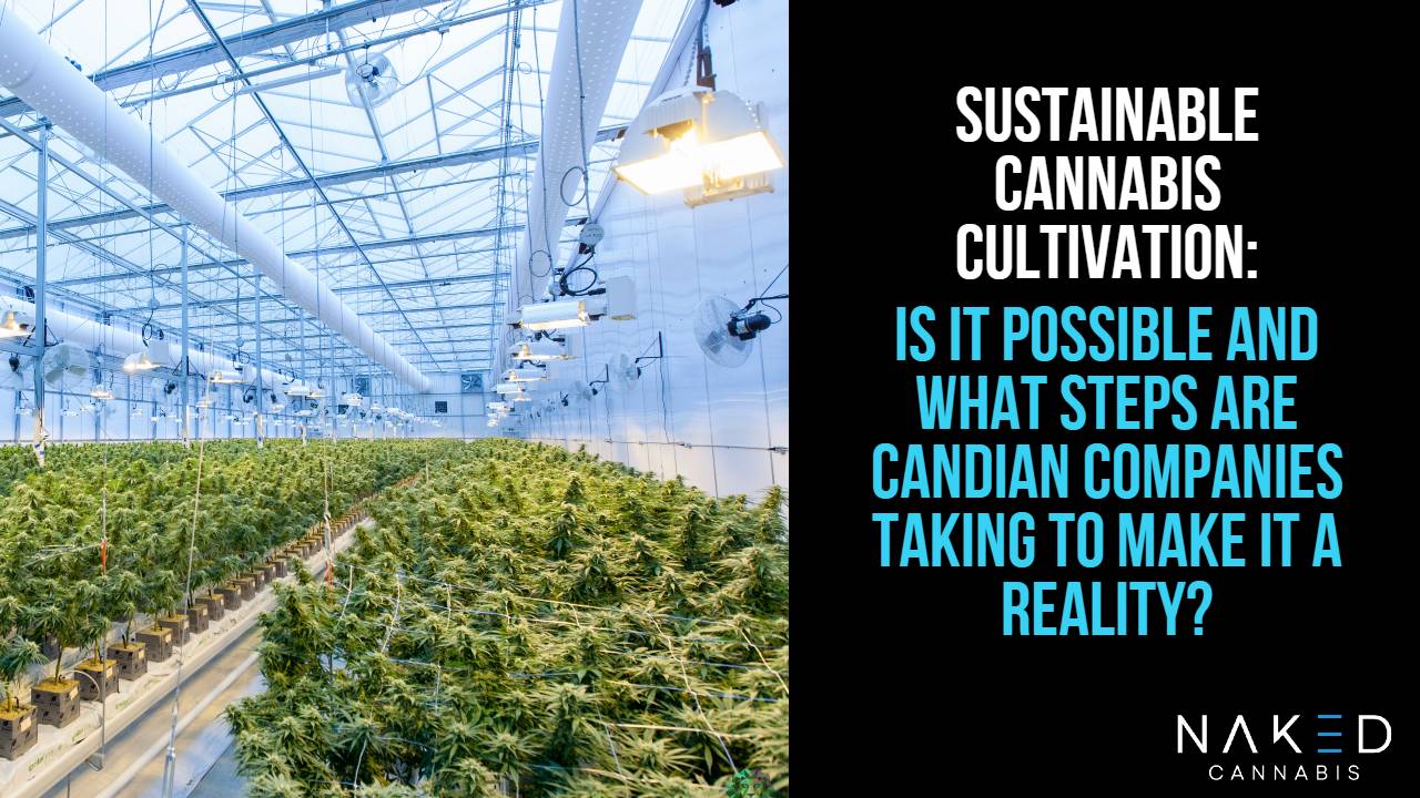 3 Ways the Cannabis Industry is Moving Towards Sustainable Cultivation